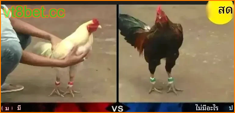 2 ค่ายเกมไก่ชนที่ผู้เล่นไว้วางใจมากที่สุด 2 ค่ายเกมไก่ชนที่ผู้เล่นไว้วางใจมากที่สุด