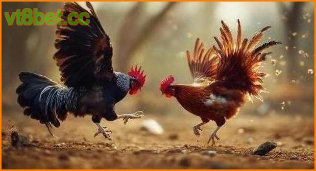 เคล็ดลับเลือกไก่ชนให้ชนะง่ายขึ้น เคล็ดลับเลือกไก่ชนให้ชนะง่ายขึ้น